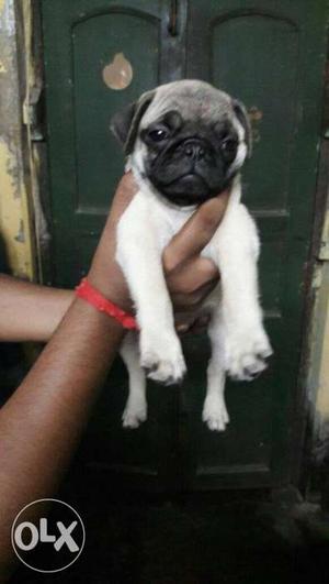 Fawn color home breed Pug puppies available. Kci blood line