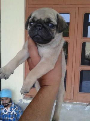 Fawn colour pug male puppy sellll  only