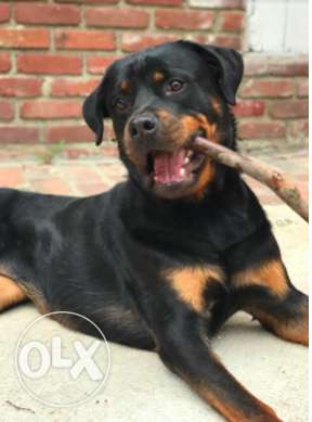 Female rottweiler with kci certificate