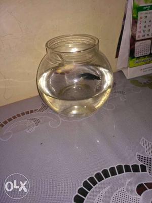 Fish bowl with 1 fish price fixed