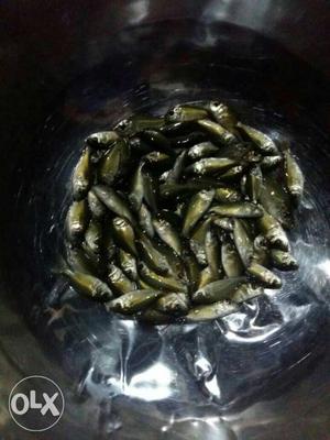 Fish seeds Gift tilapia fish RedBellied