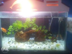 Fish tank alone with stand & motor