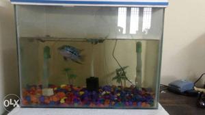 Fish tank set with flower horn fish and motor