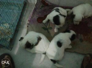 Four White-black Smooth Coated Newborn Puppies