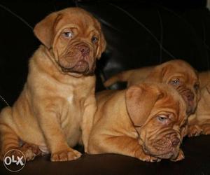 French mastiff Puppies for sell call us