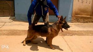 German Shepard Male for sale 10 months old
