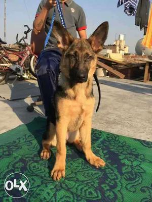 German Shepard female 6 months with Cage