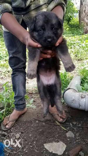 German Shepherd Double Coat Show Quality Male and