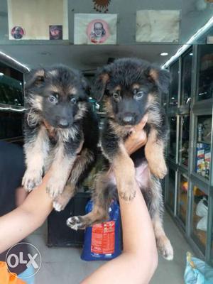 German Shepherd Show Quality PuPs Available!