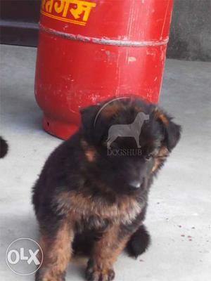 German Shepherd Super Quality and heavy puppies
