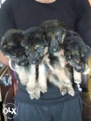 German shepard puppies available. in males  female 