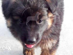 German shepherd Dark color and active puppies