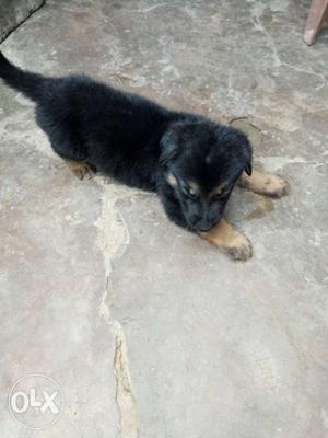 German shepherd puppy is available call 8o9o