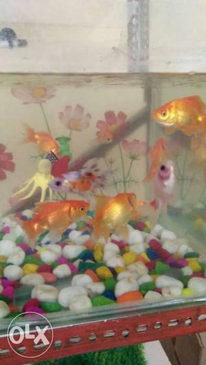 Gold fish and subainking gold pair 90rs only come