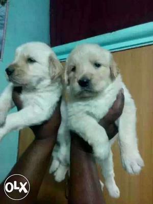 Golden Retriever Puppies available stock booking me fast