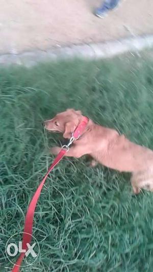 Golden retreiver female pup with complete