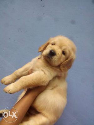 Golden retriever female puppy's for sale very gud