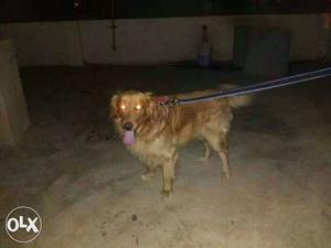 Golden retriever male only for mating Proven and great