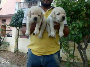 Gondia -lab Rott Gsd cash On Delivery