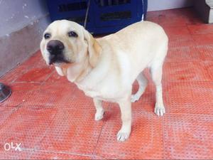 Good Quality Labrador is for sale