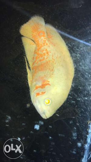 Gray And Orange Oscar Fish