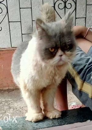 Gray And White Persian Cat