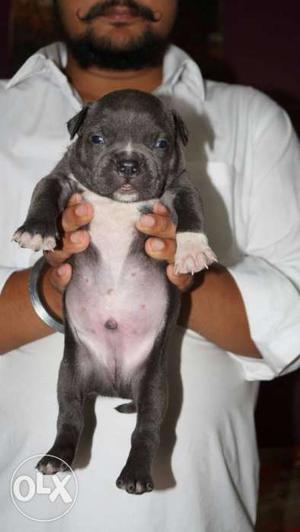 Gray Puppy blue American bully puppies
