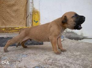 Great Dane Cross breed dog for sale