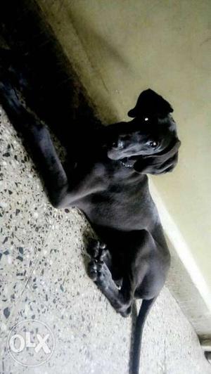 Great Dane of 5months female. Only for family