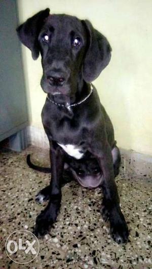 Great Dane of 6months female, only for family houses, no