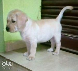 Gud quality lab puppy for sale. 1st vaccine has