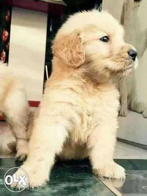 Gwalior:- Golden Retriver'boxer"beagle'all