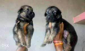Heavy German Shepherd Double Coat Show Quality Male and