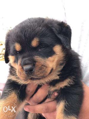 Heavy Quality Rottweiler puppies in very low price