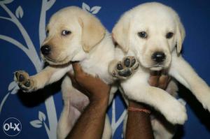Heavy golden labrador puppies only pure genuine