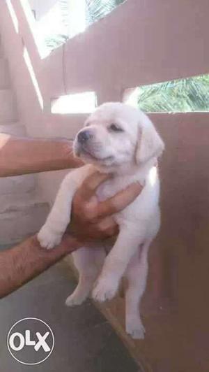 Heavy size lab puppies in cream nd black colour 100% pure