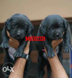 High quality labrador puppies available