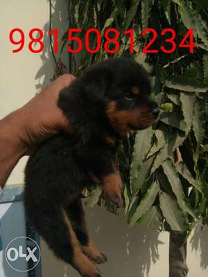 High quality rottweiler pups available