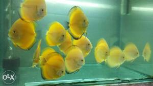 High quality yellow discuss fish breeding size