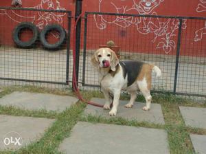 Hiii once Littered Beagle female for sale.from