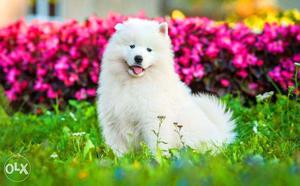 Hurry Up !! TopMost Quality, Stunning Samoyed Pups At Lowest