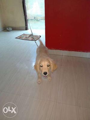 I want to sale my Golden Retriever on urgently