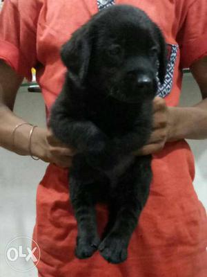 I6 Labrador Top quality z Black male puppy for sale