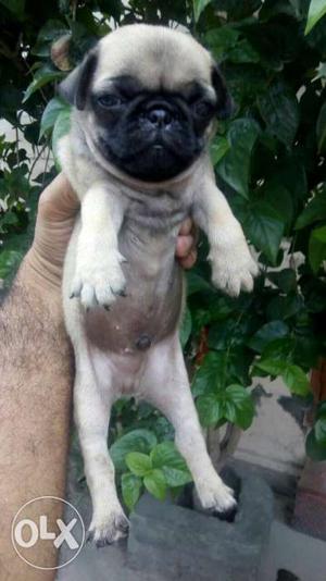 I6 pug male puppy Top quality only call now
