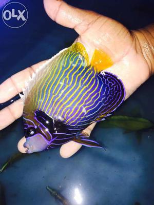 Imported and indian marine angelfishes wholesale