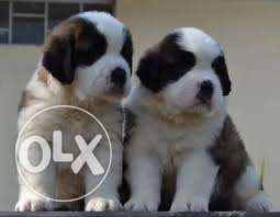 Indore - Dayalpetkannel - Active Puppy - Saint Br. Puppy For