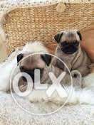 Indore - Dayalpetkannel - Small Puppy - Pug Puppy For Sell