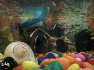 It is a beautiful Aquarium with stones, small plants and a