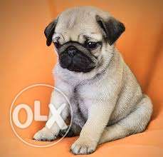 Jabalpur - Pug Cream Color Puppy With Paper Available So