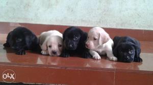 KCI registered lab puppies
